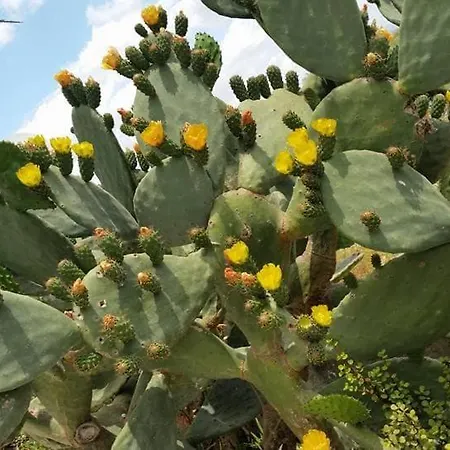 Il Canneto Di Selinunte Marinella di Selinunte
